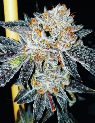 cannabis products