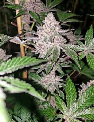 cannabis products